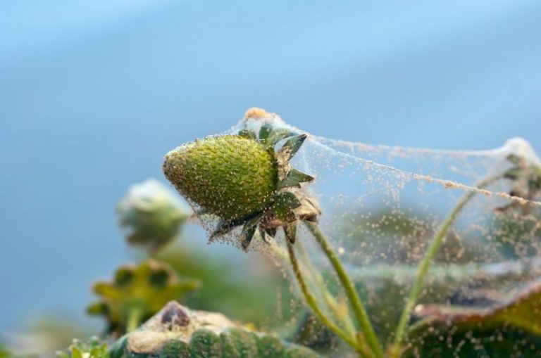 Spider Mite Control At Home