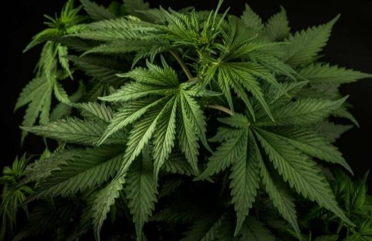 How To Grow Marijuana Aquaponics (1)2