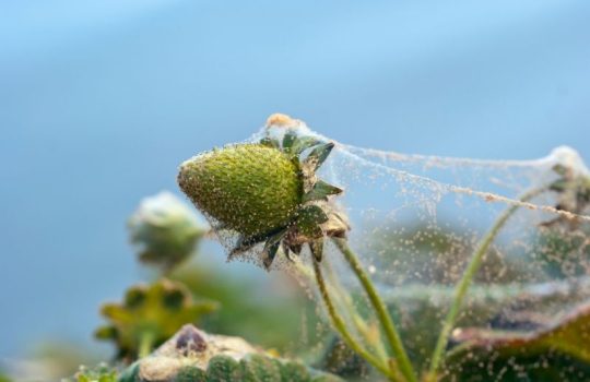 spider mite killer (1)2